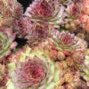 3 Joubarbes Dark Beauty - Sempervivum -Fournitures De Jardin Soldes 2024 vds 102731 1