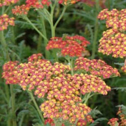 3 Achillées Water Funcke