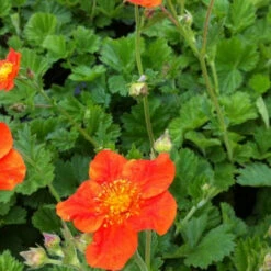 3 Benoîtes Orange Borisii