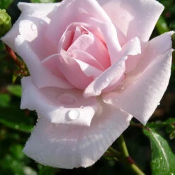 Rosier Grimpant New Dawn