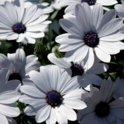 3 Marguerites Du Cap Blanches
