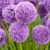2 Alliums His Excellency -Fournitures De Jardin Soldes 2024 wil 103398 1